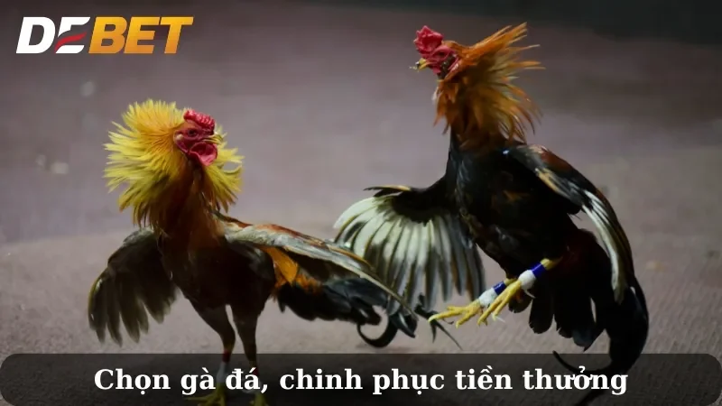 đá gà cựa dao